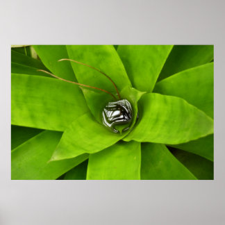 Póster Fotografía Botánica Verde Bromeliad