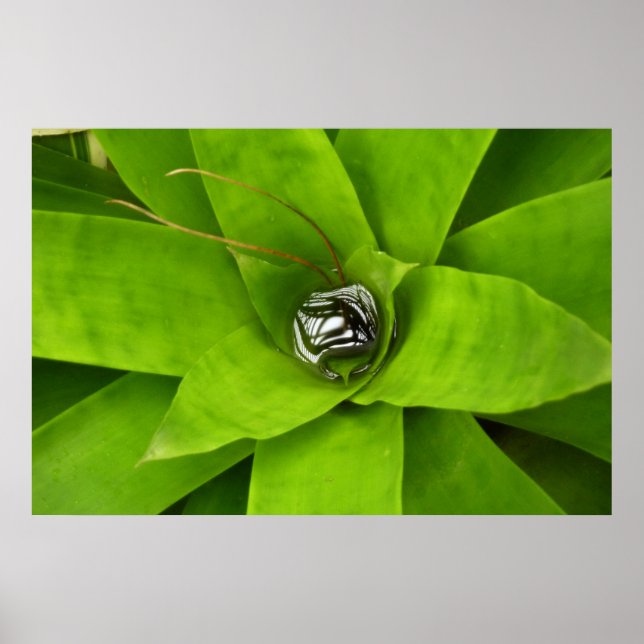 Póster Fotografía Botánica Verde Bromeliad (Frente)