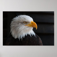 Fotografía cercana del águila calva