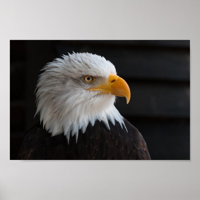 Póster Fotografía cercana del águila calva (Frente)
