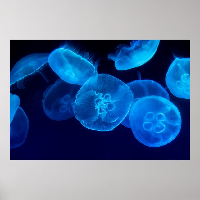 PÓSTER FOTOGRAFÍA CERRADA DE SWARM OF JELLYFISH (Frente)