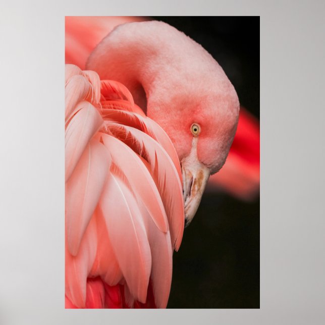 PÓSTER FOTOGRAFÍA CERRADA DE UN PÁJARO ROSA (Frente)
