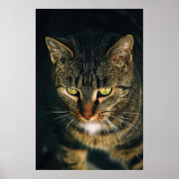 FOTOGRAFÍA CERRADA DEL GATO DE TABBY GRIS