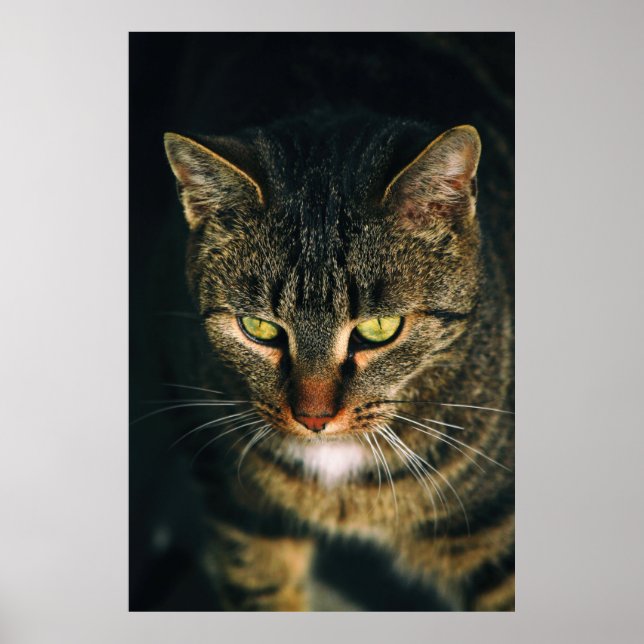 PÓSTER FOTOGRAFÍA CERRADA DEL GATO DE TABBY GRIS (Frente)