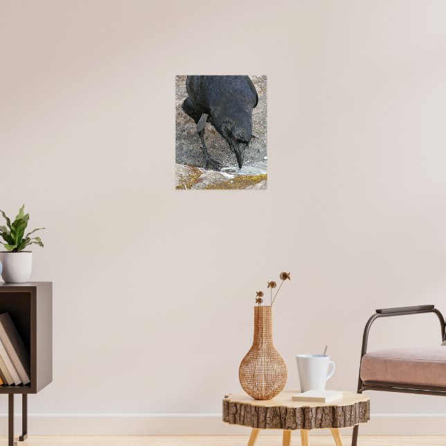 Póster Fotografía de agua potable de cuervo sediento (Salón 3)