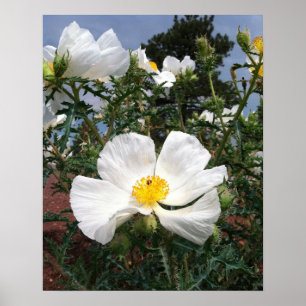Póster Fotografía de amapola del suroeste de Pricky