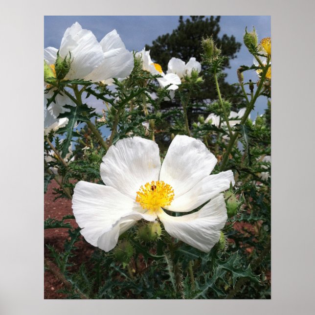 Póster Fotografía de amapola del suroeste de Pricky (Frente)