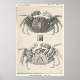 Póster Fotografía de anatomía de cangrejo de época (1918)
