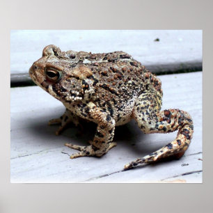 Póster Fotografía de anfibio de animal de rana sapo