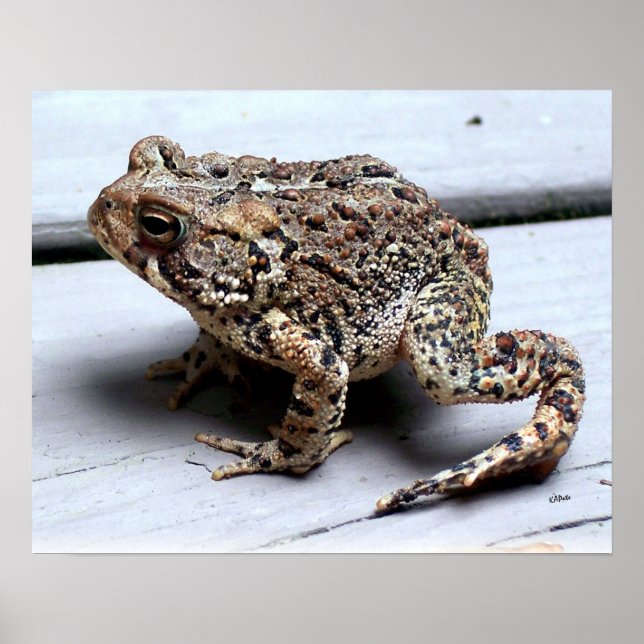 Póster Fotografía de anfibio de animal de rana sapo (Frente)
