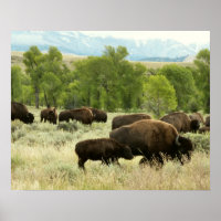 Fotografía de animales de la naturaleza de Wyoming