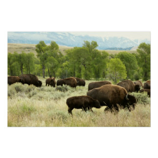 Póster Fotografía de animales de la naturaleza de Wyoming