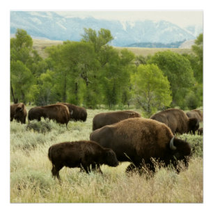 Póster Fotografía de animales de la naturaleza de Wyoming