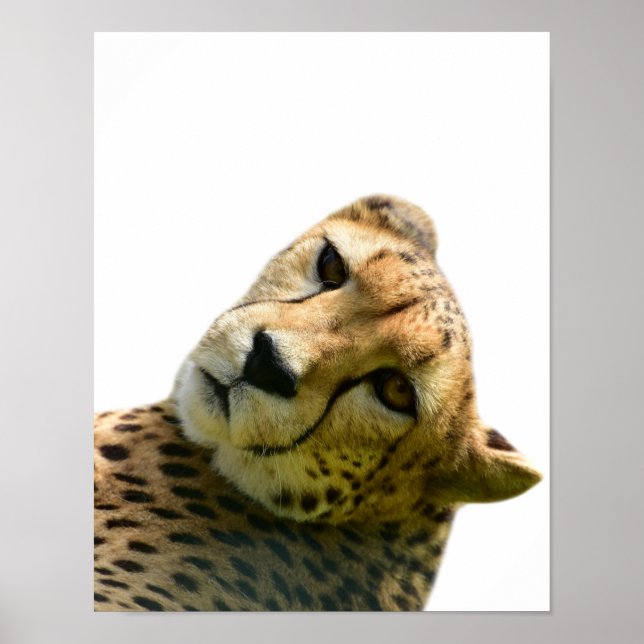 Póster Fotografía de animales salvajes leopardo cheetah (Frente)