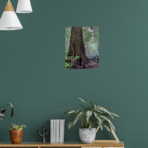 Póster Fotografía de árbol de conífera del bosque gigante