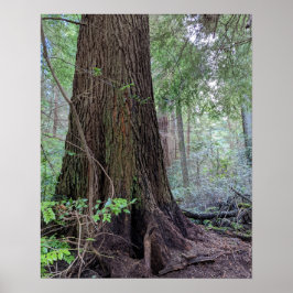 Póster Fotografía de árbol de conífera del bosque gigante