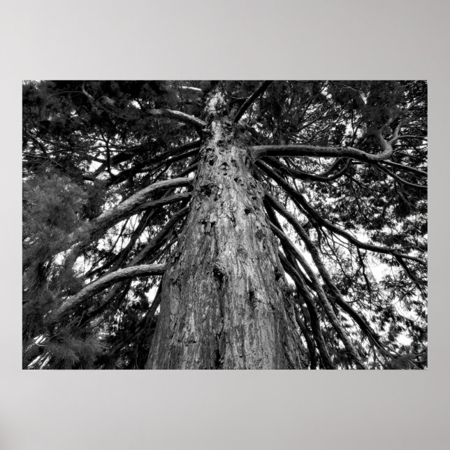 Póster Fotografía de árbol de secuoya (Frente)