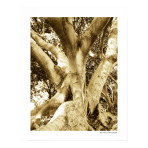 Fotografía de árbol grande Sepia Blanco y negro