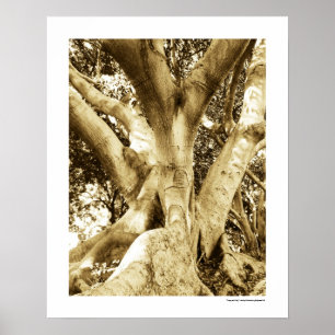 Póster Fotografía de árbol grande Sepia Blanco y negro