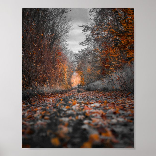Póster Fotografía de árboles caídos (Frente)