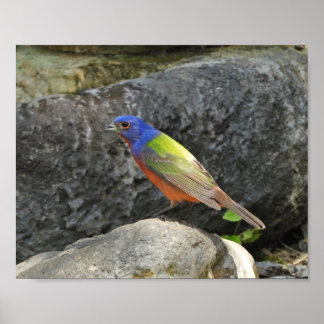 Póster Fotografía de aves coloridas de escribano pintado
