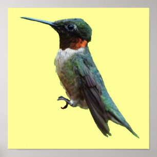 Póster Fotografía de aves de colibrí de garganta rubí