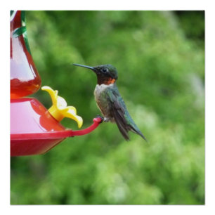 Póster Fotografía de aves de colibrí de garganta rubí