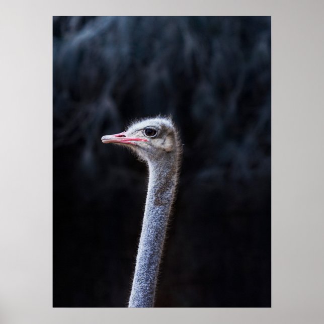 Póster Fotografía de avestruz (Frente)