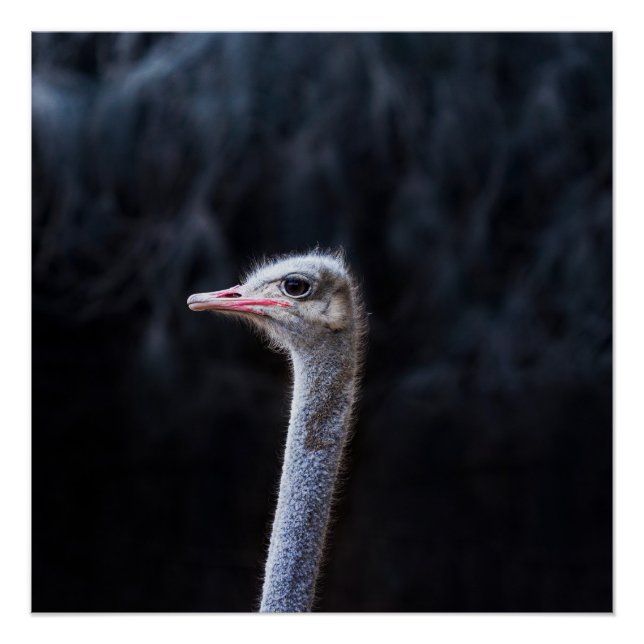 Póster Fotografía de avestruz (Anverso)