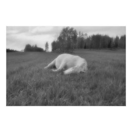 Póster Fotografía de B&W del Equine Field del Rancho del 