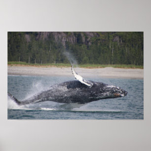 Póster Fotografía de ballena saltando