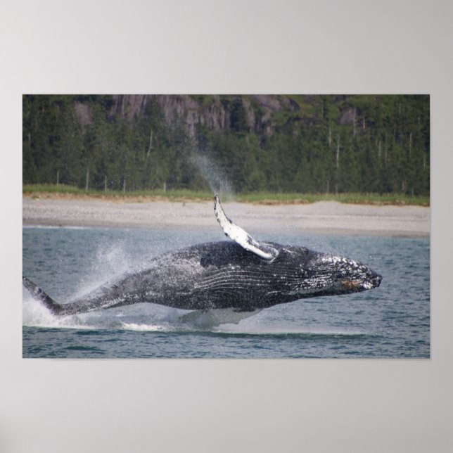 Póster Fotografía de ballena saltando (Frente)