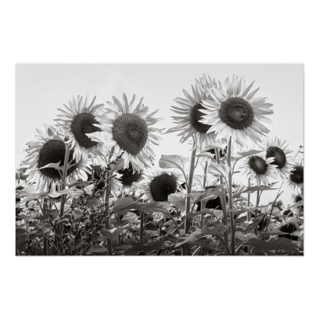 Póster Fotografía de Bellas Artes blancos y negros con gi (Anverso)
