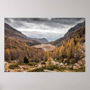 PÓSTER FOTOGRAFÍA DE BIRD'S OYE VIEW DE ÁRBOLES CERCA DE 