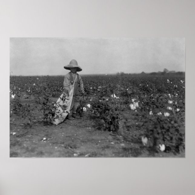 Póster Fotografía de Boy Picking Cotton al Oeste, Texas (Frente)