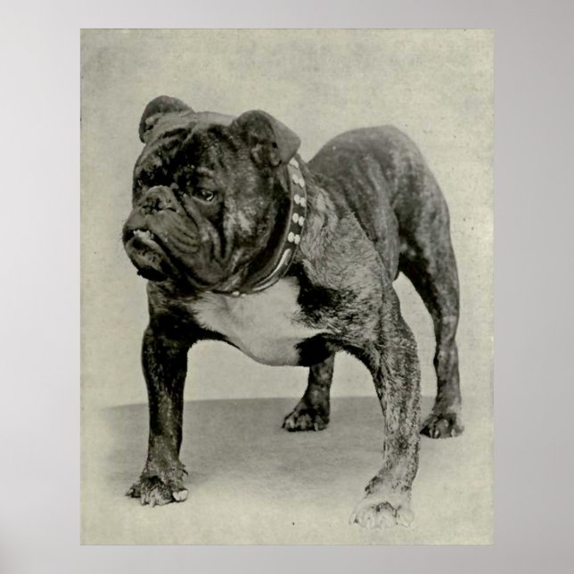Póster Fotografía de Bulldog inglés vintage (Frente)