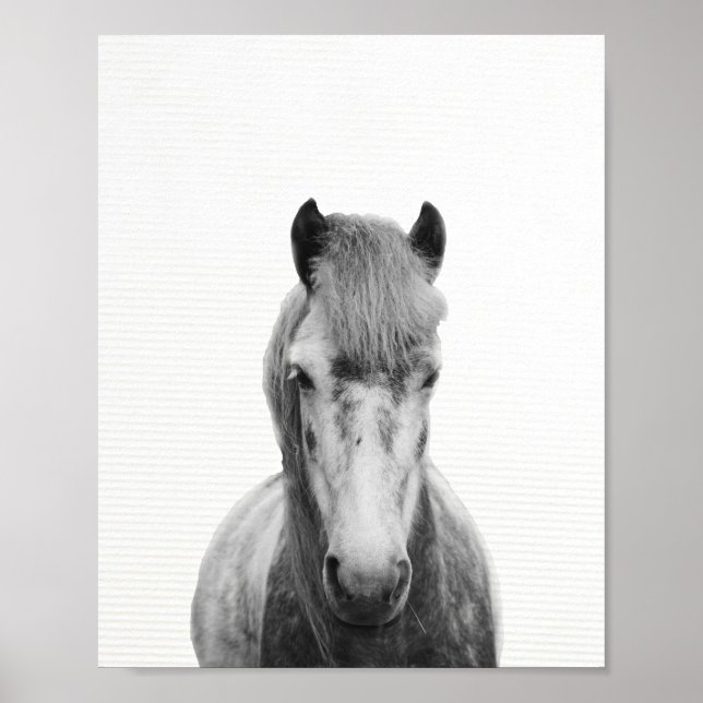 Póster Fotografía de caballo gris, blanco y negro (Frente)
