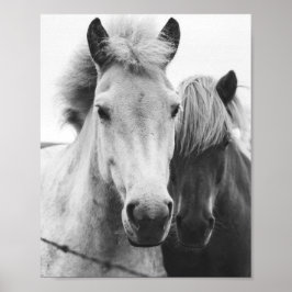 Póster Fotografía de caballos blancos y negros