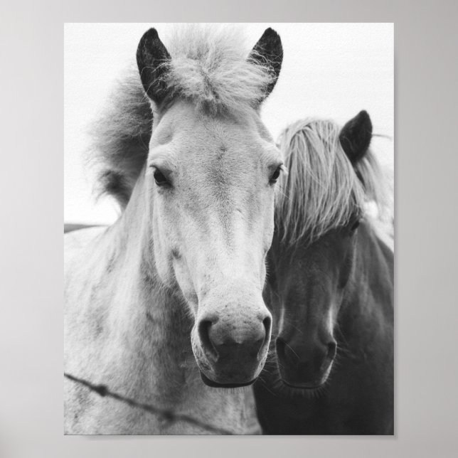 Póster Fotografía de caballos blancos y negros (Frente)