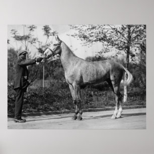 Póster Fotografía de caballos de época