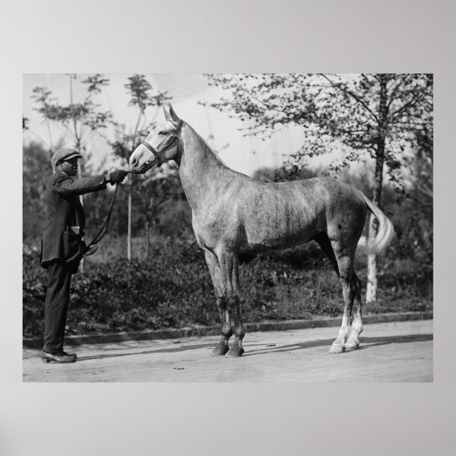 Póster Fotografía de caballos de época (Frente)