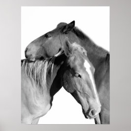 Póster Fotografía de caballos de raza animal, en blanco y