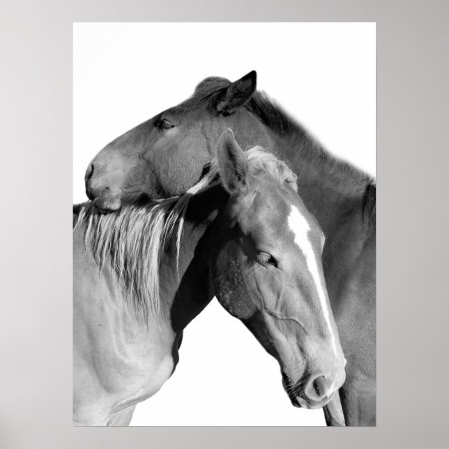 Póster Fotografía de caballos de raza animal, en blanco y (Frente)