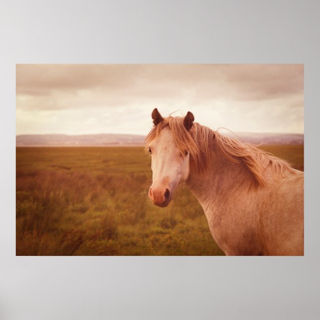Póster Fotografía de caballos salvajes de época (Frente)