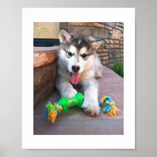 Póster Fotografía de cachorro de Alaskan Malamute y jugue