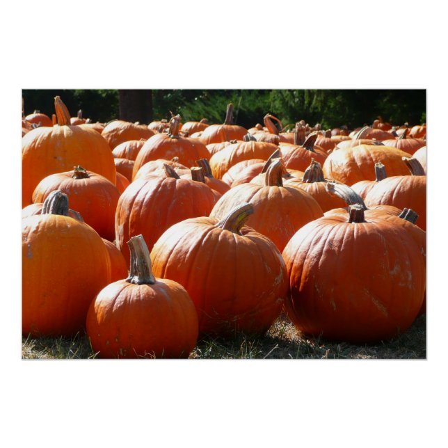 Póster Fotografía de calabazas para Caída, Halloween o Dí (Anverso)