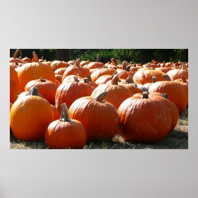 Póster Fotografía de calabazas para Caída, Halloween o Dí (Frente)