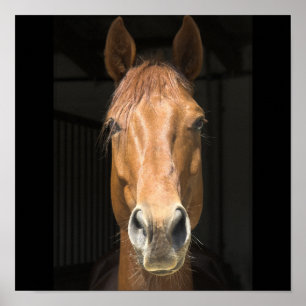 Póster Fotografía de Cara de Caballo