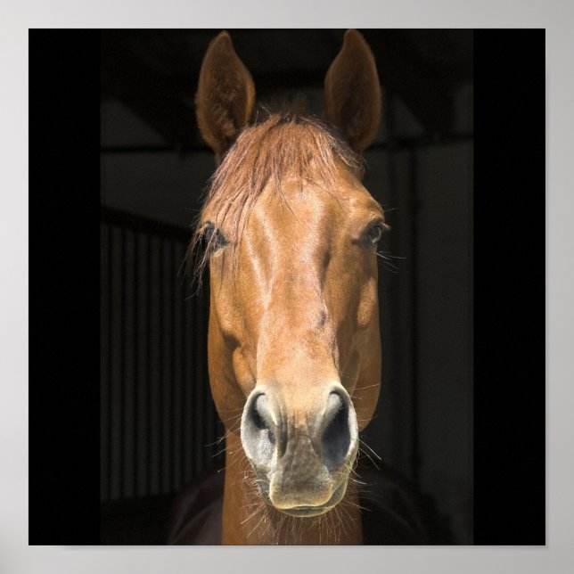 Póster Fotografía de Cara de Caballo (Frente)