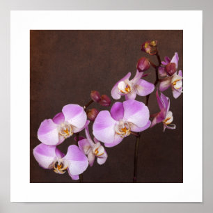 Póster Fotografía de cerca de orquídea violeta y blanca